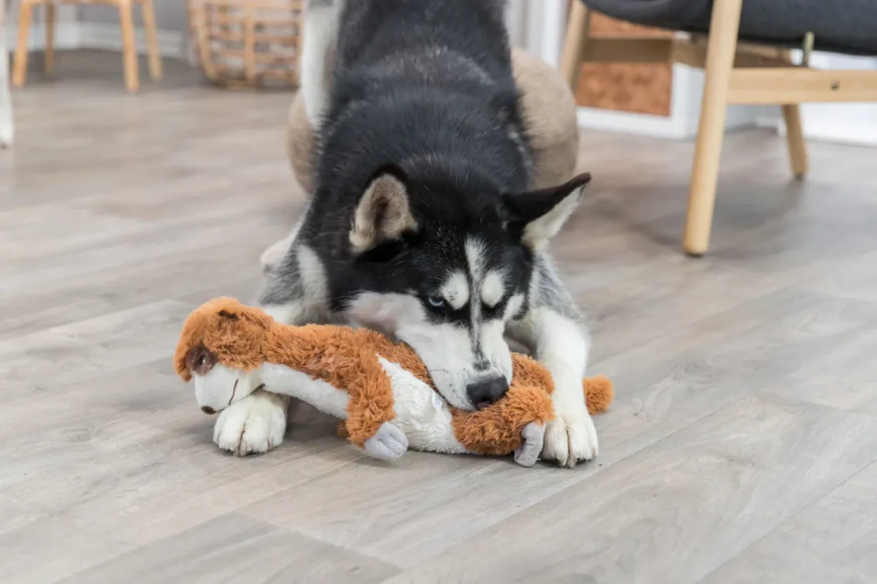 Erdmännchen Hundespielzeug
