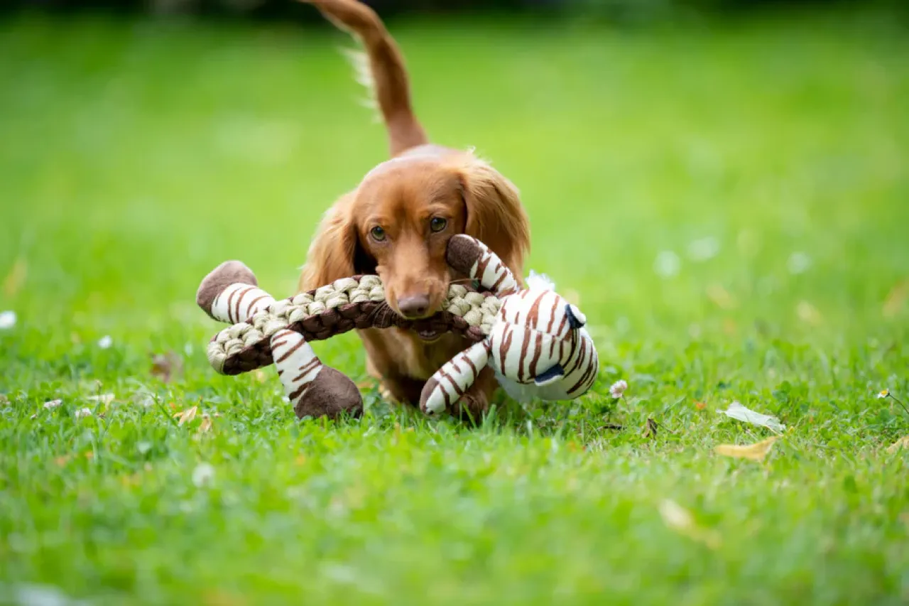 Tiger Hundespielzeug