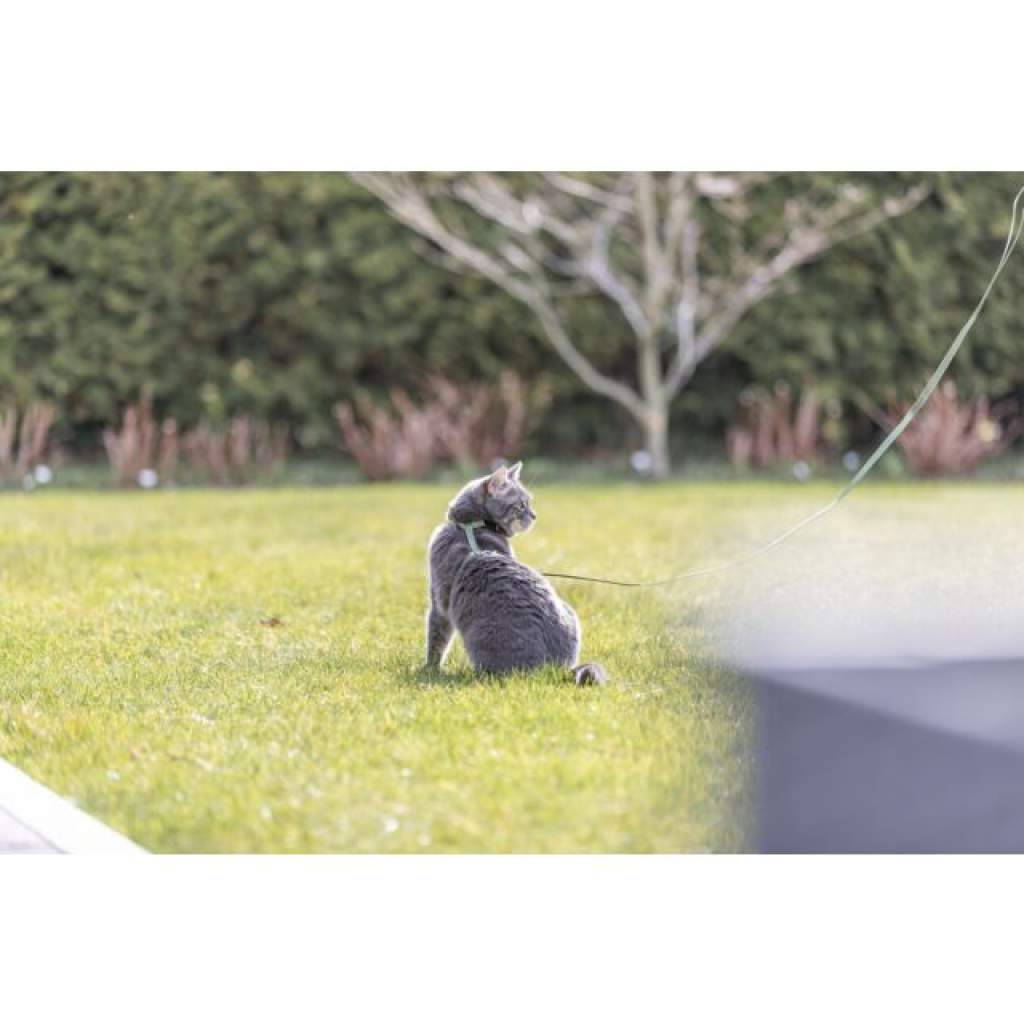 Katzengeschirr mit Leine