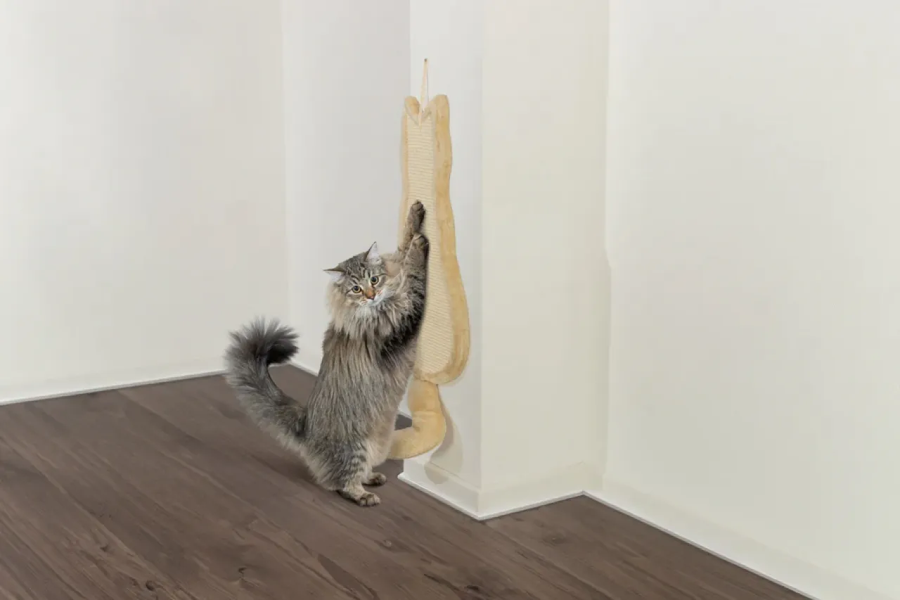 Kratzbrett Katze