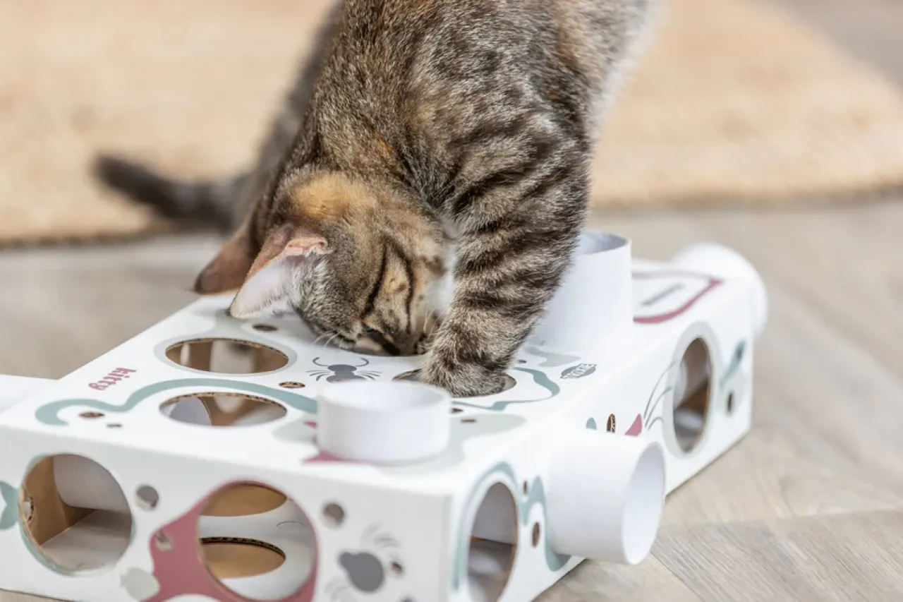 Paws'n'Treats Box