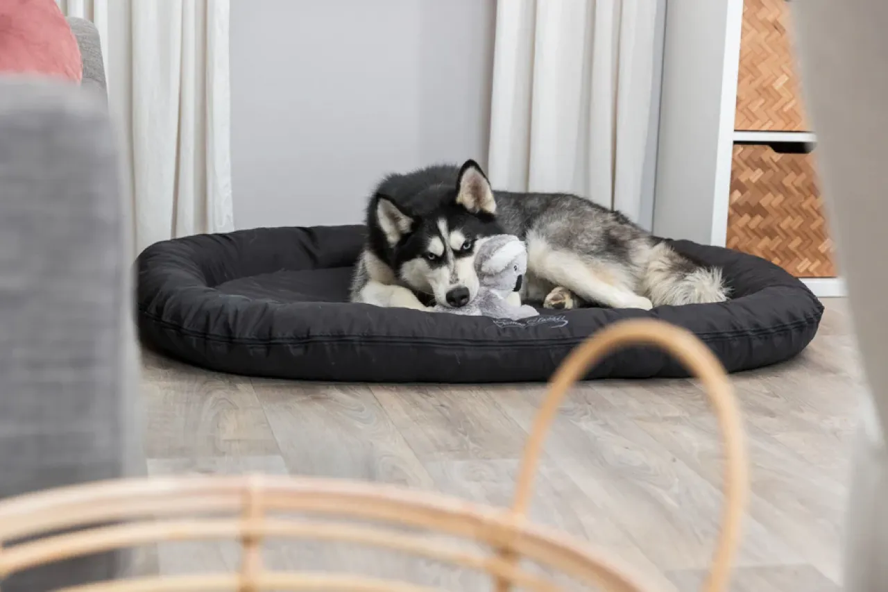 Koala Bär Hundespielzeug