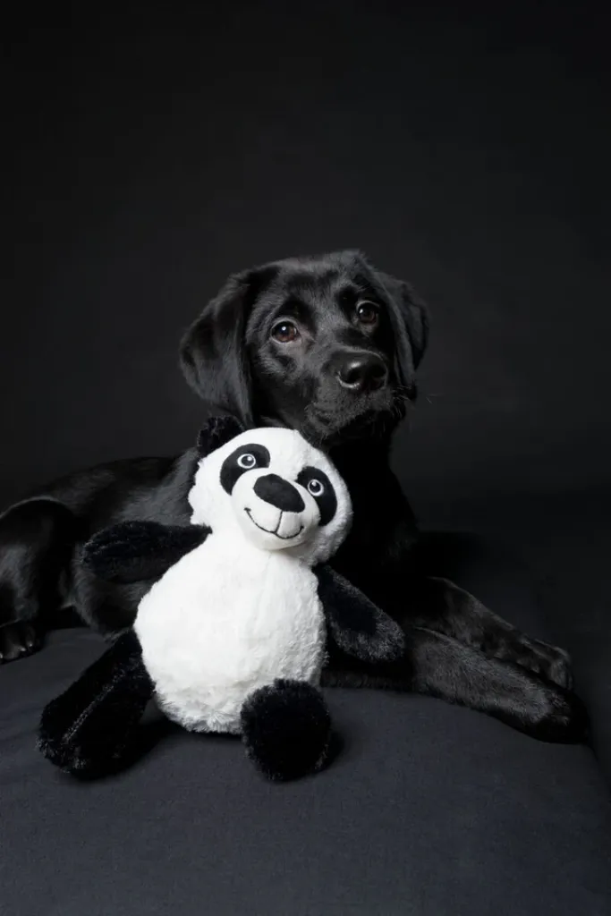Pandabär für Hunde