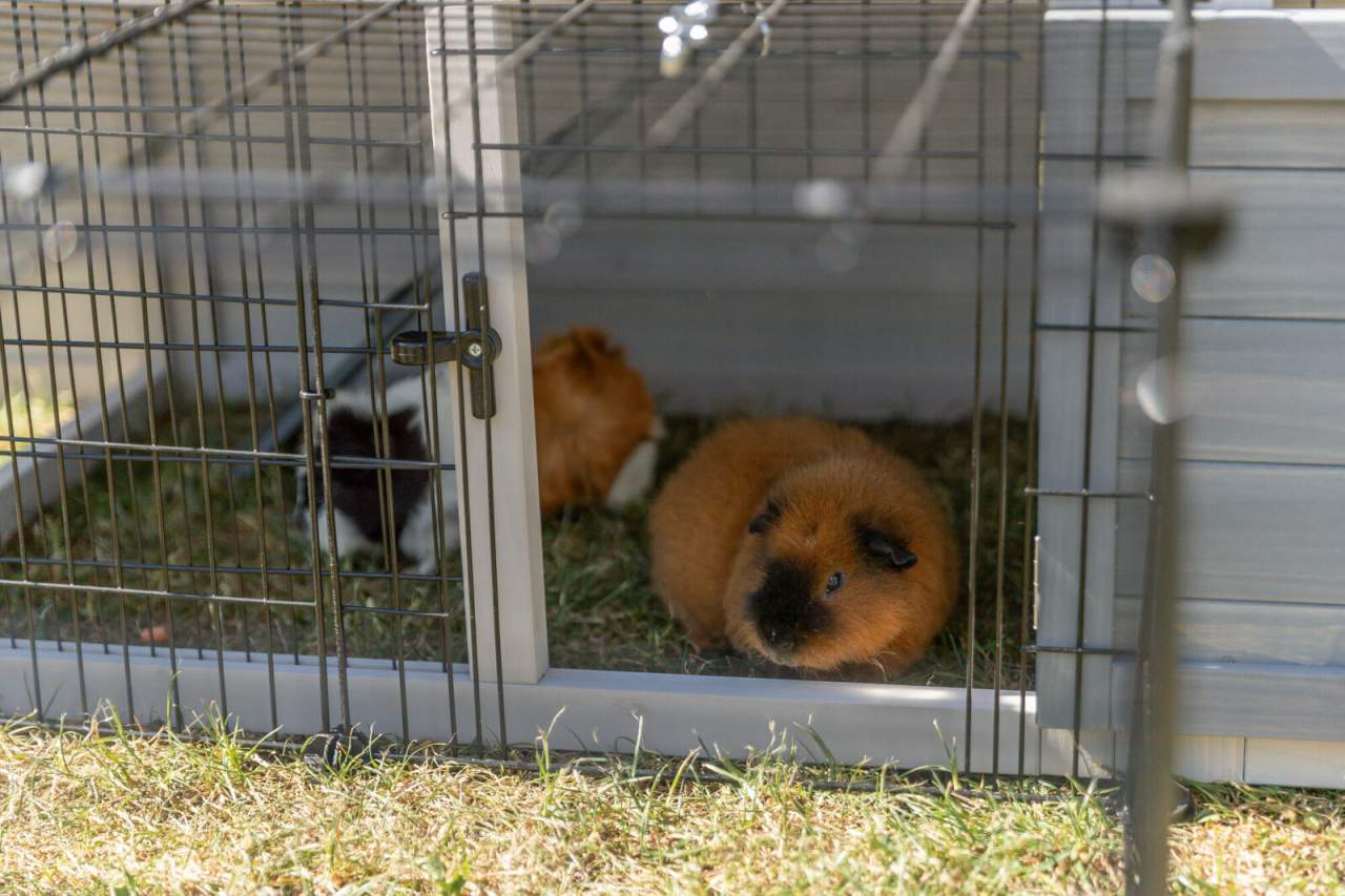 Außenlauf mit Überdachung