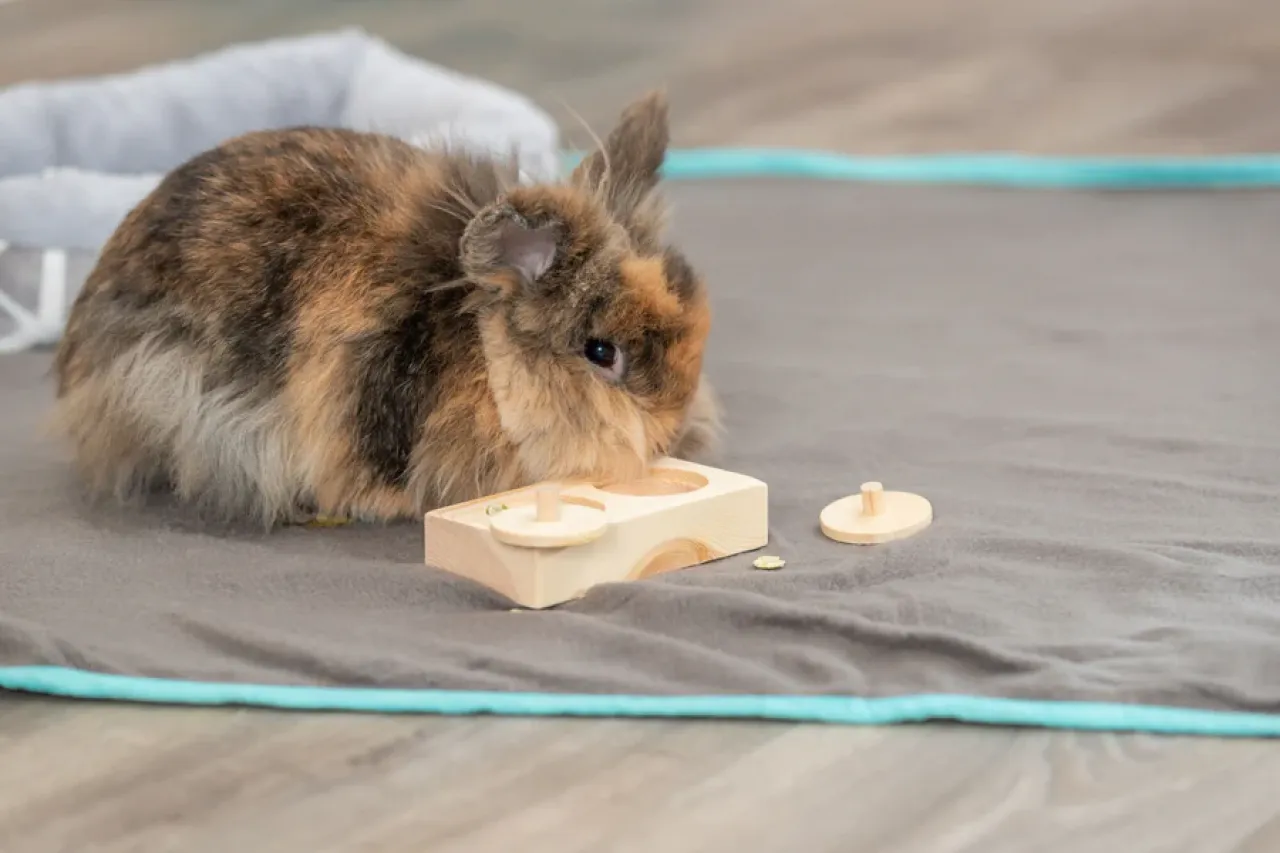 Snack Box
