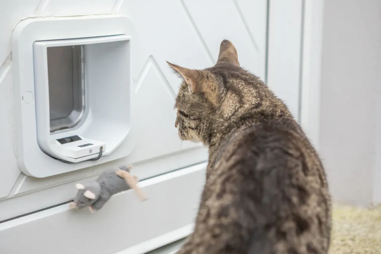 ZeroMOUSE – Smarter Beute-Stopper für bestehende Katzenklappen