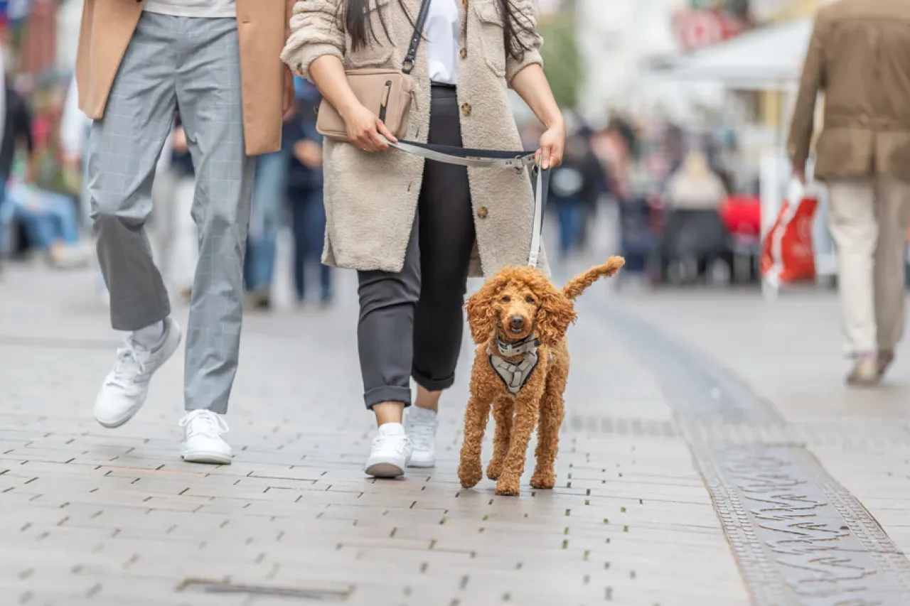 Gassi-Tasche CityStyle