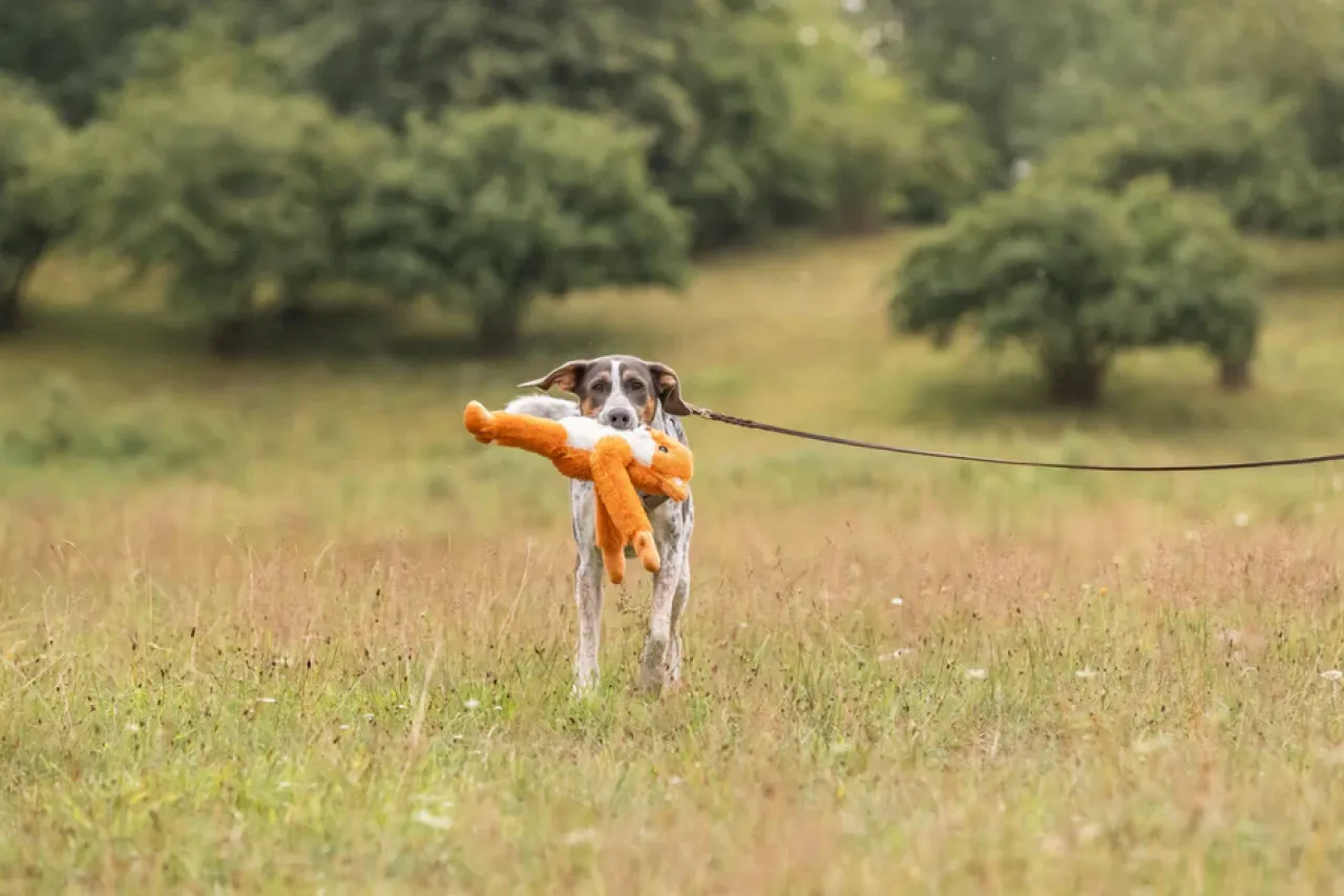 Hundeplüschtier Knisterfuchs