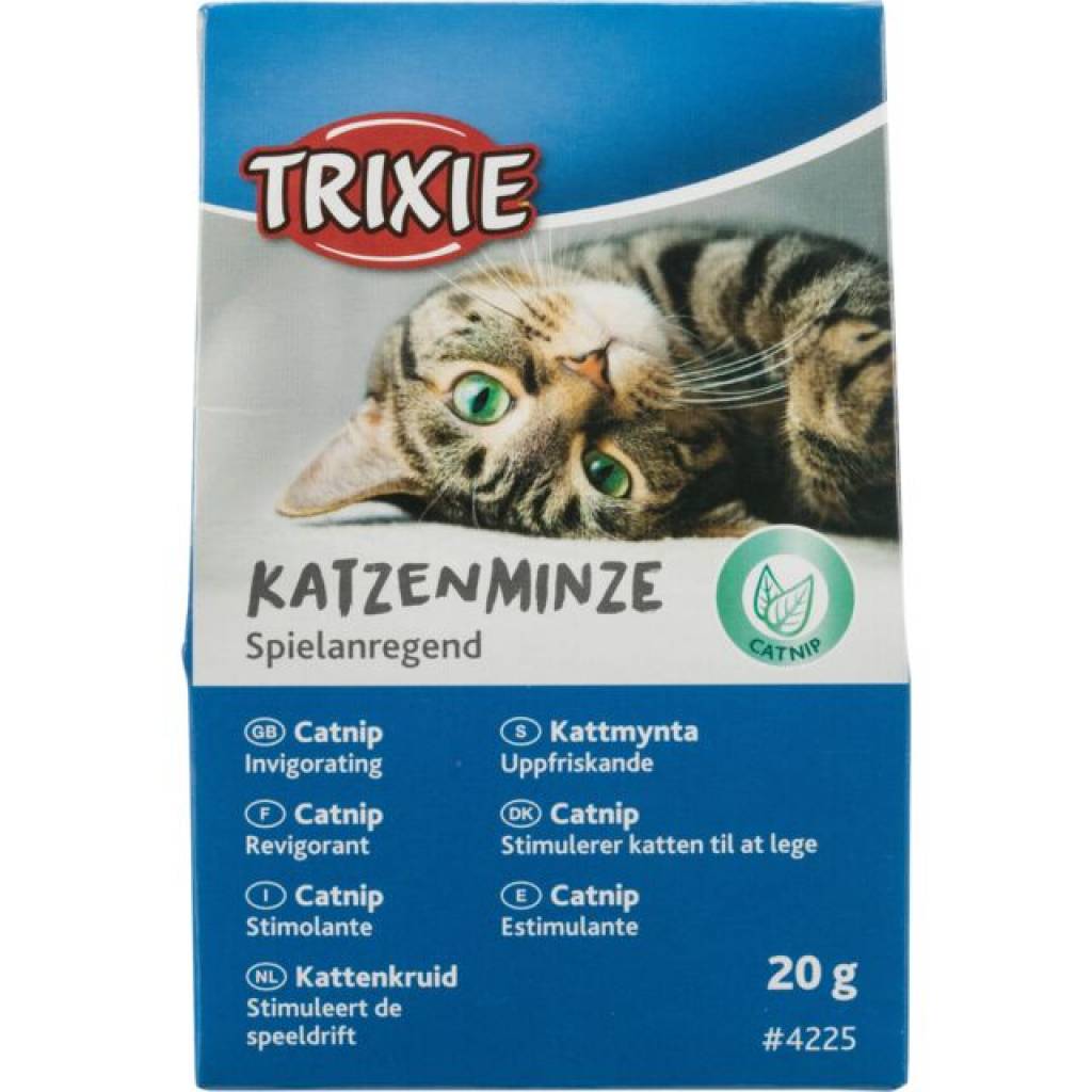 Katzenminze