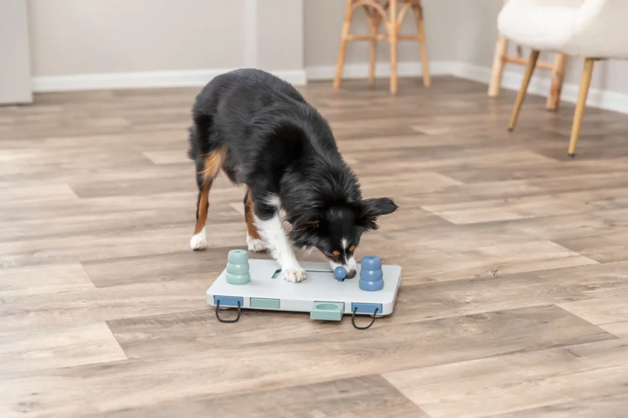 Move2Win Strategiespiel