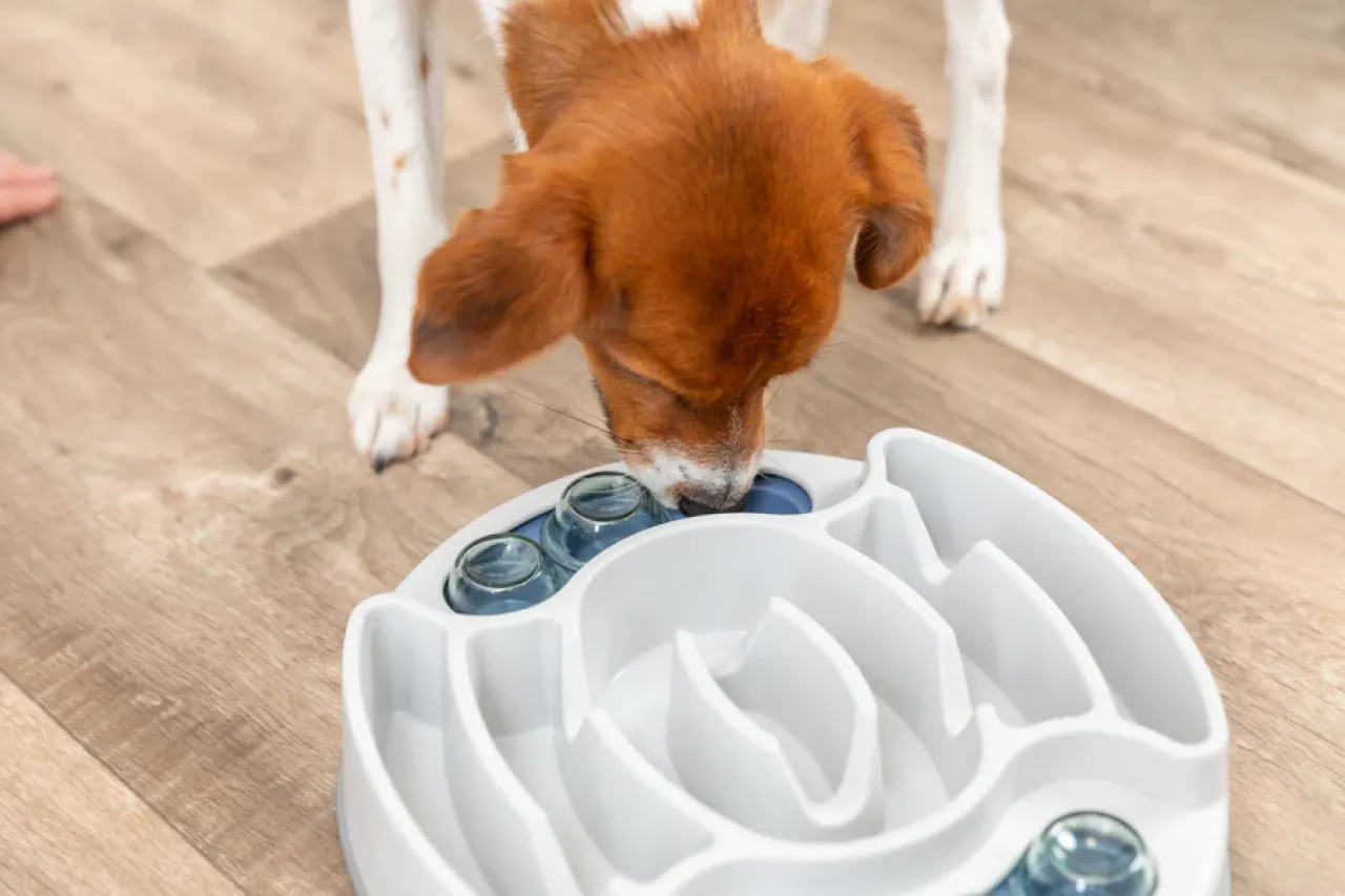 Slide & Feed Strategiespiel