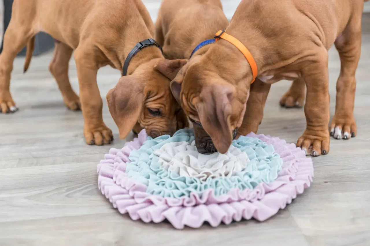 Junior Schnüffelteppich