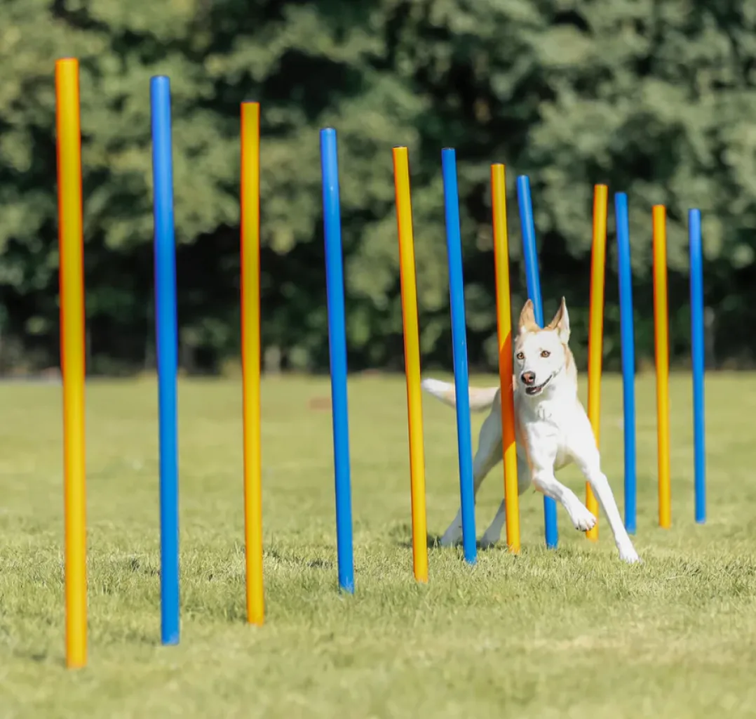 Fun Agility Slalom