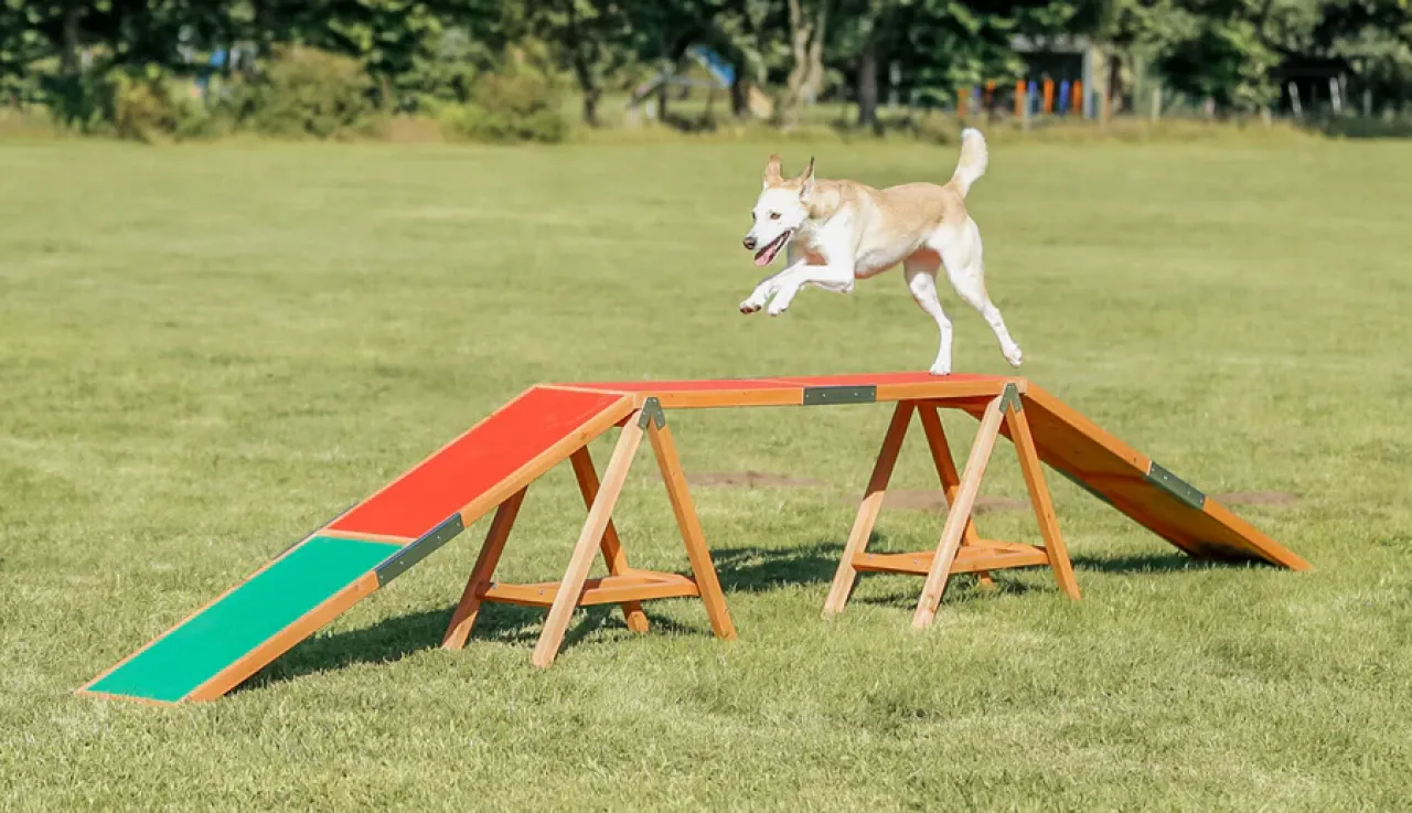Fun Agility Steg