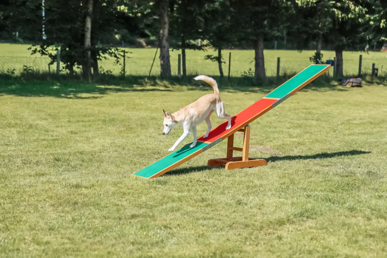 Fun Agility Wippe