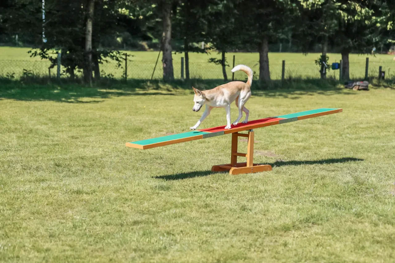 Fun Agility Wippe