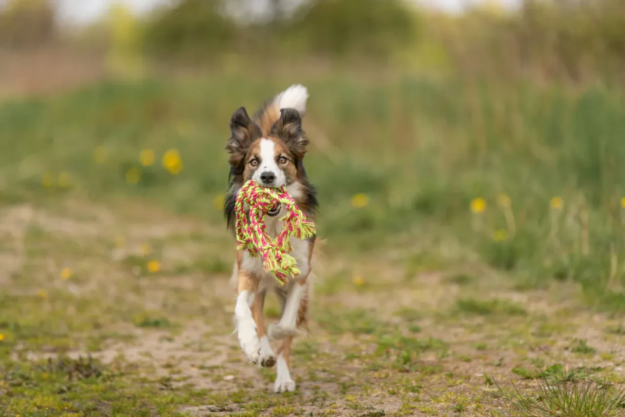Tau-Spielzeug mit eingeflochtenem Ball