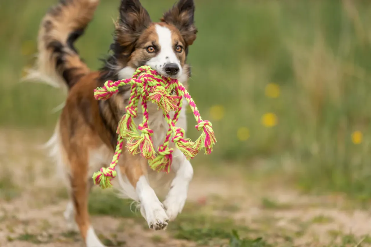 Tau-Spielzeug mit eingeflochtenem Ball