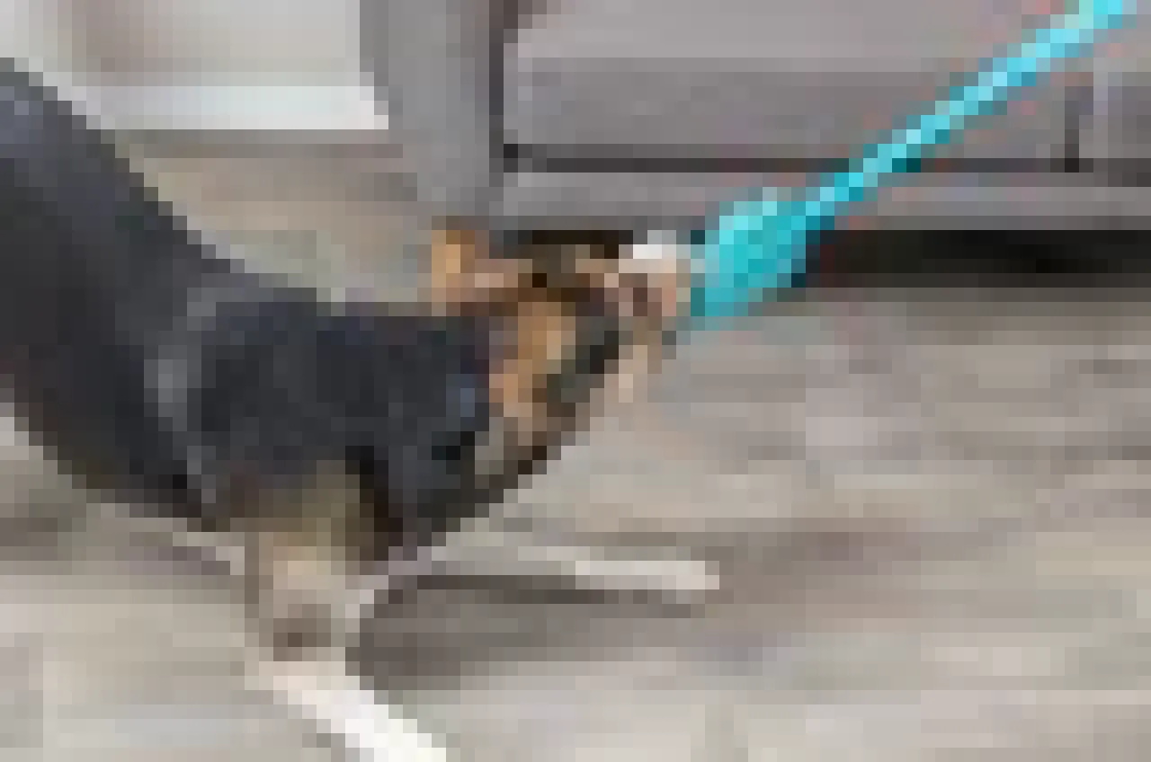 Bungee Dummy, Plüsch