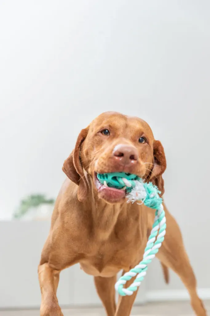 Denta Fun Spieltau mit Ball