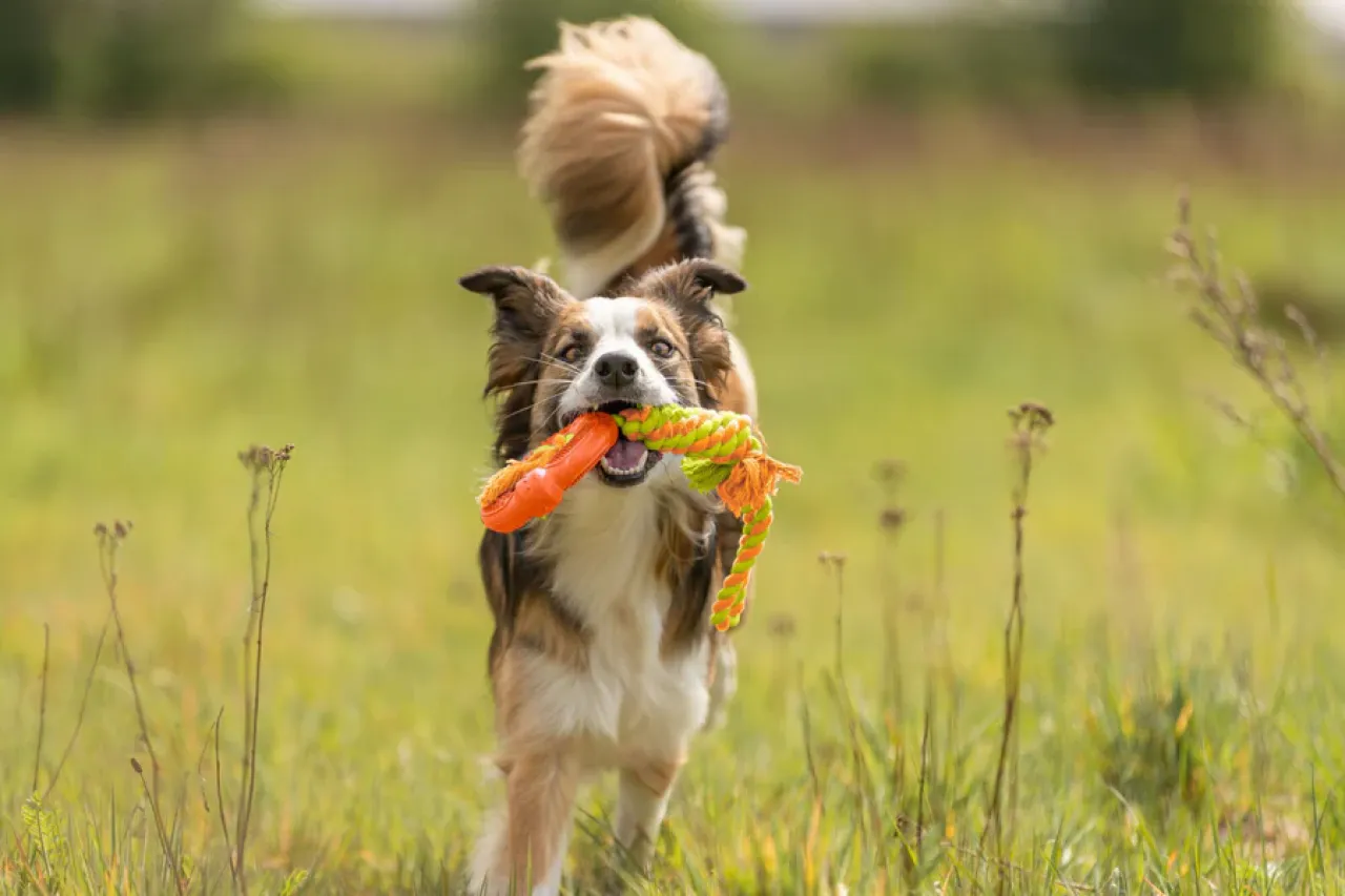 Spieltau mit Ring, Naturgummi