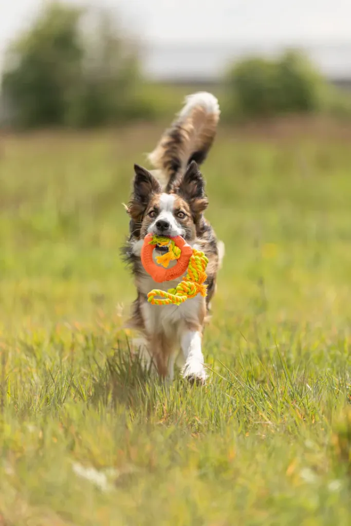 Spieltau mit Ring, Naturgummi