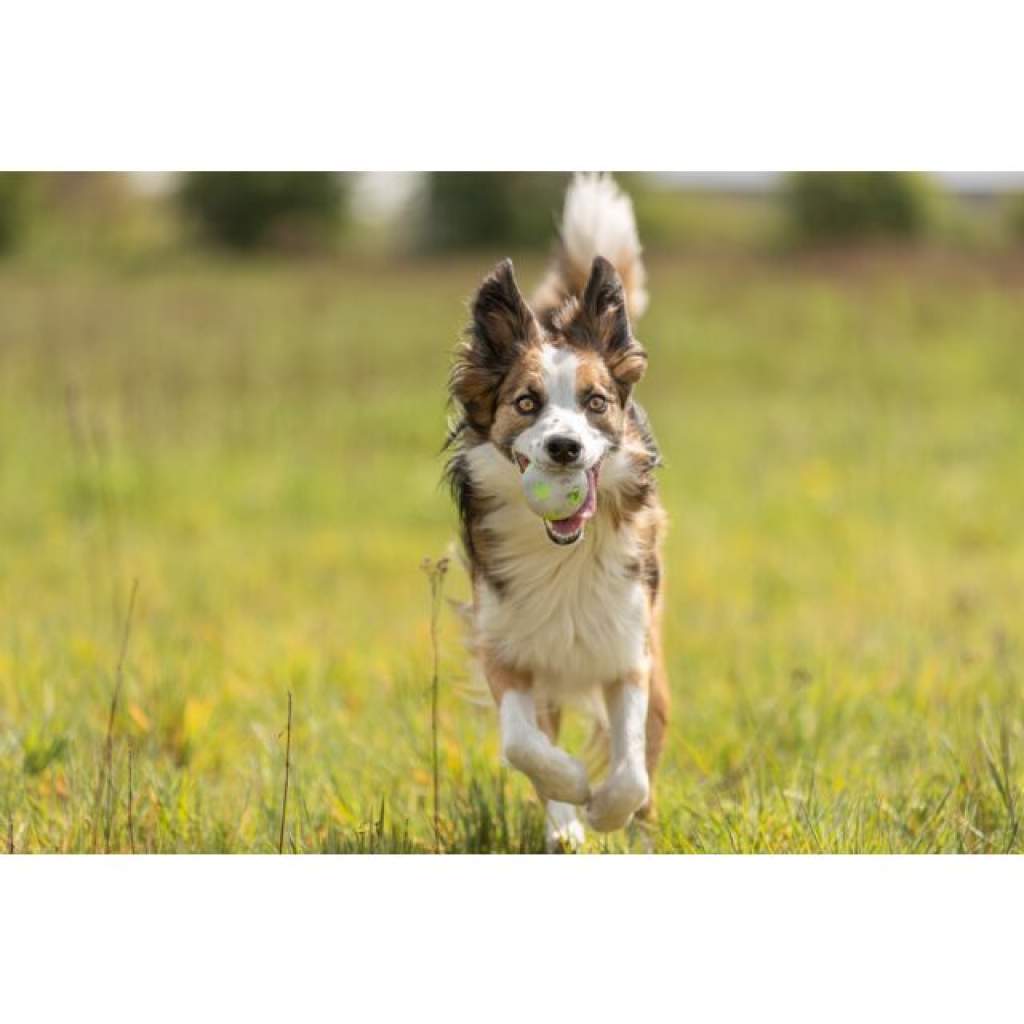 Ball im Display, Moosgummi