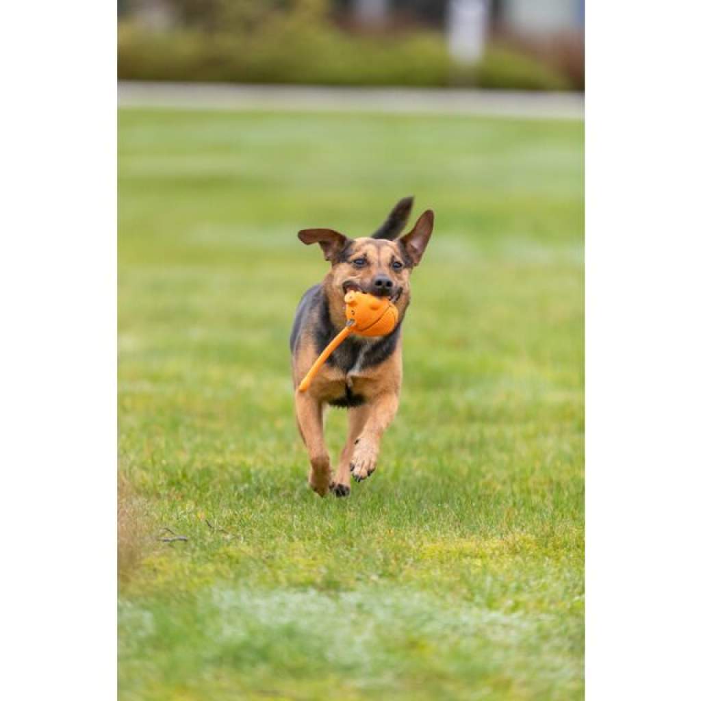 Balltier im Display, Latex