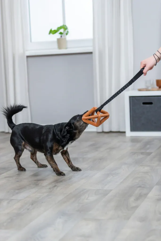 Raute am Bungee-Seil CityStyle