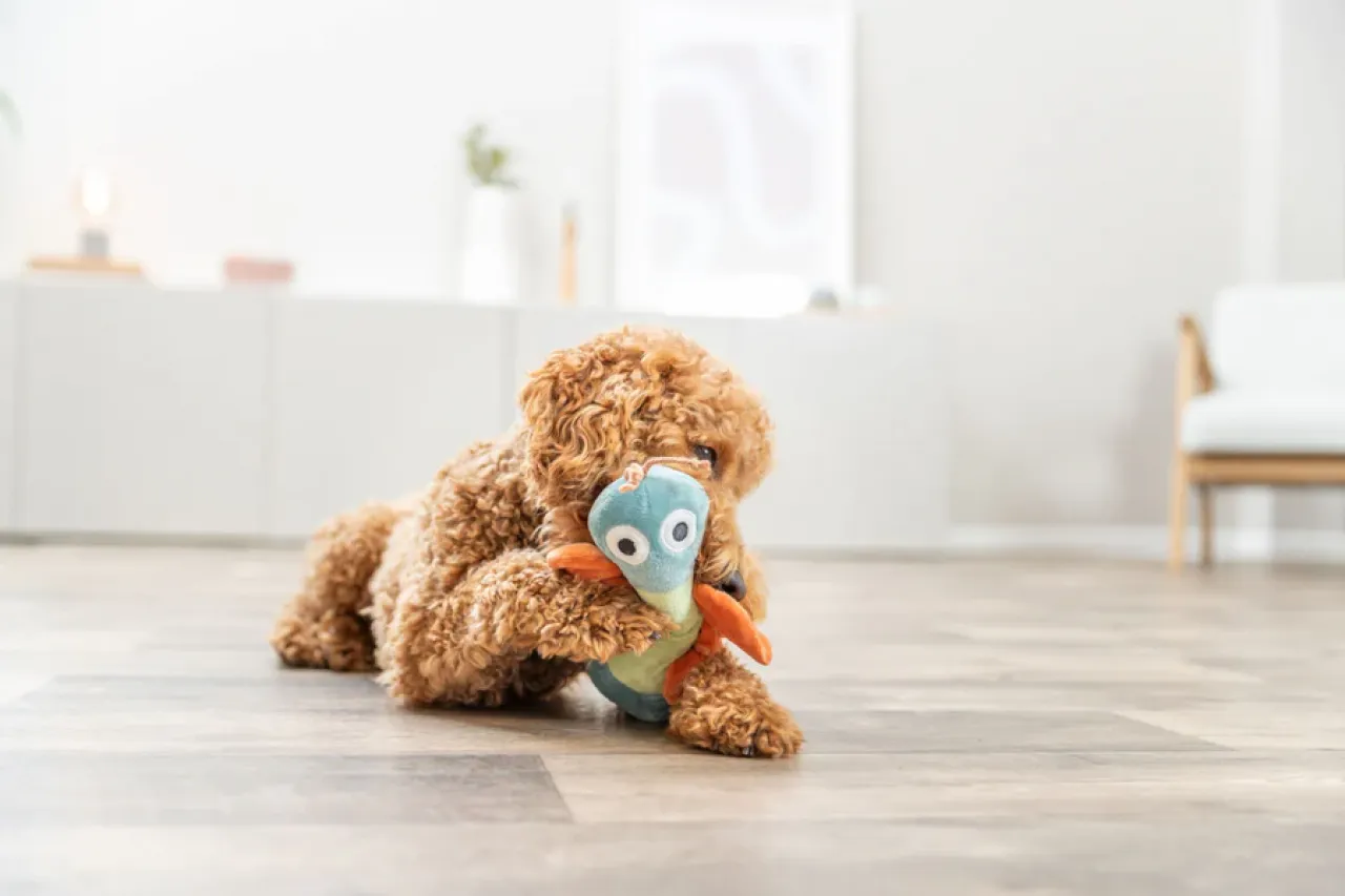 Hundeplüschtier Schmetterling