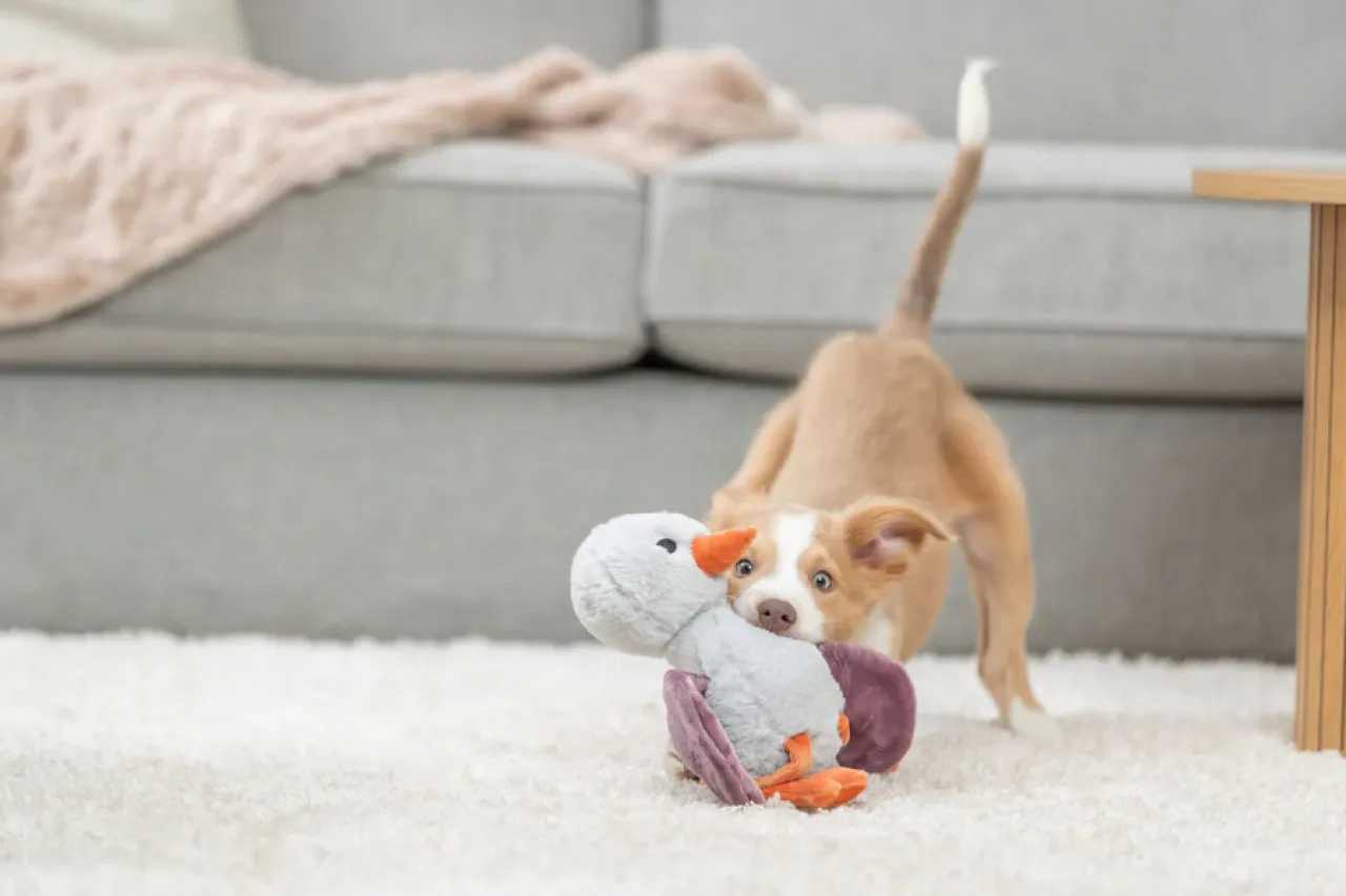 Hundeplüschtier Strauß