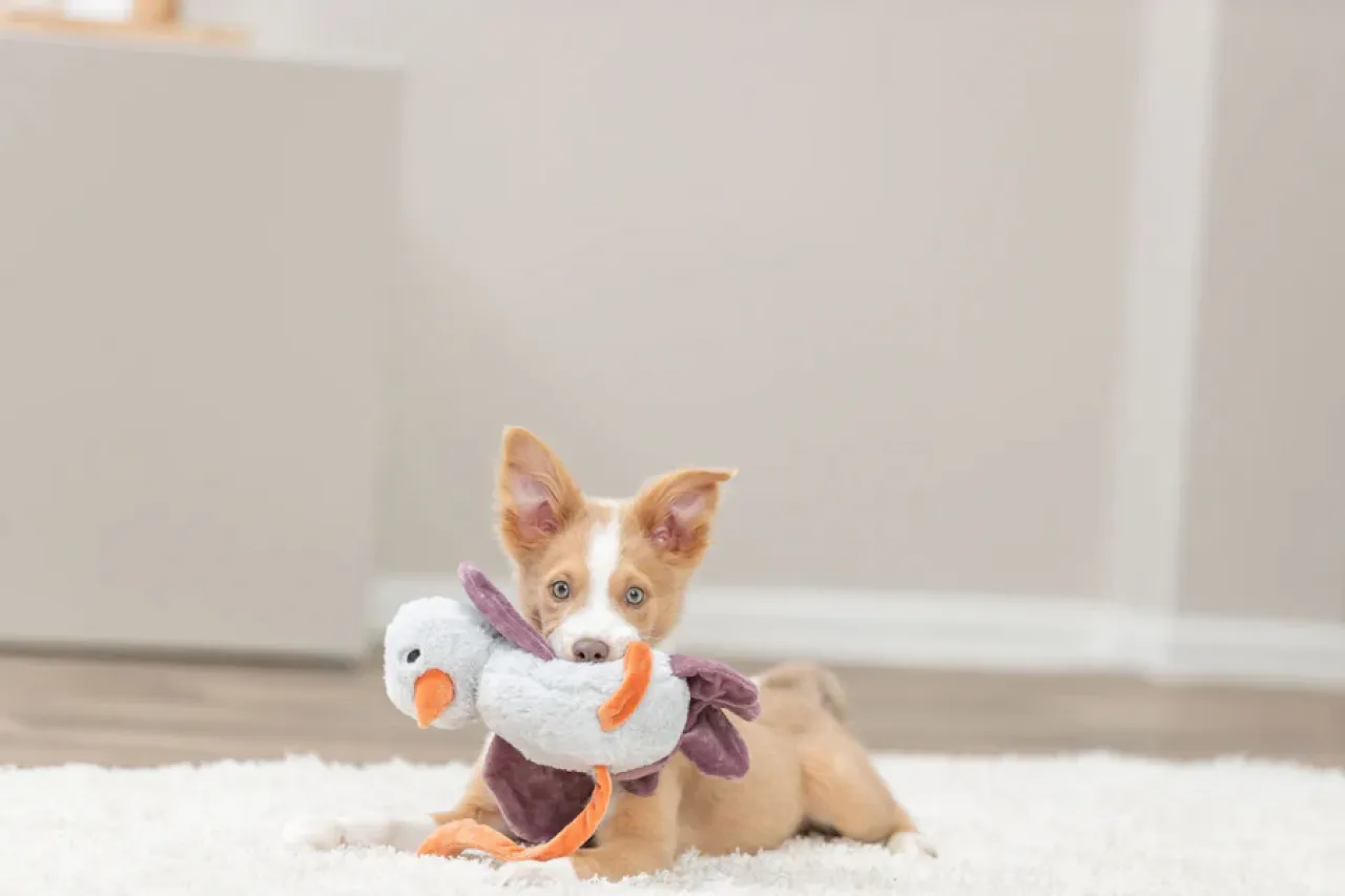 Hundeplüschtier Strauß