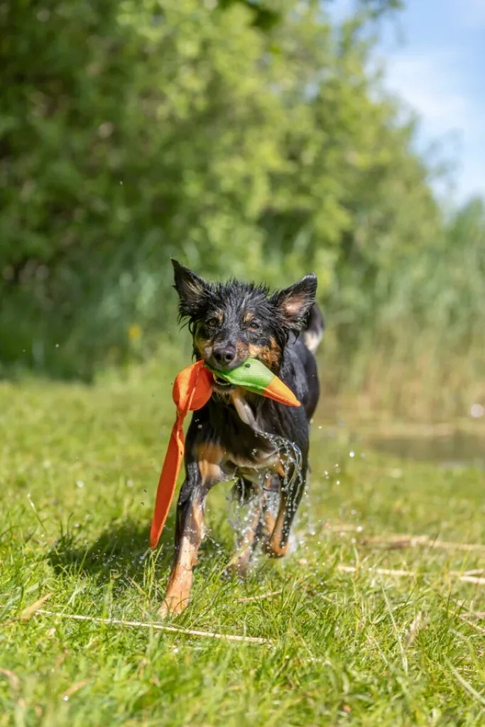 Ente Hundespielzeug