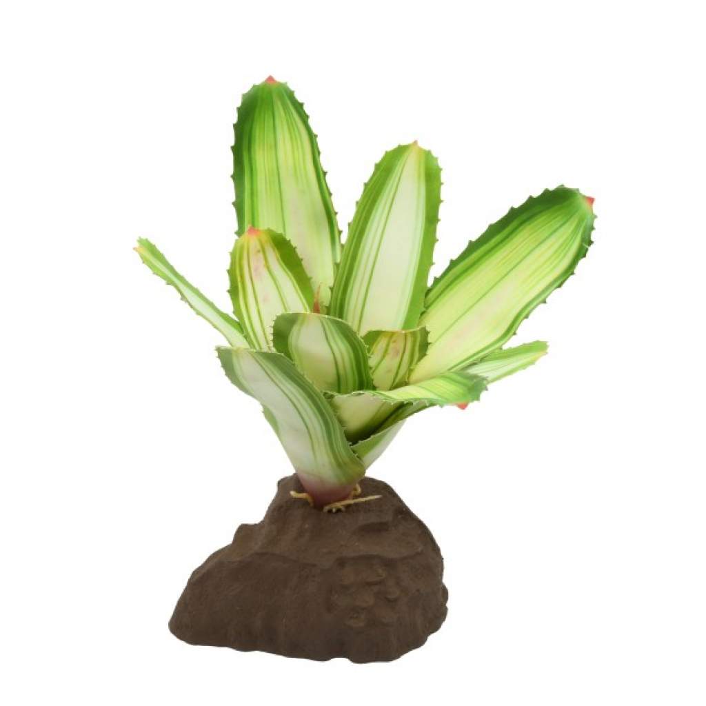 Bromelie Neoregelia