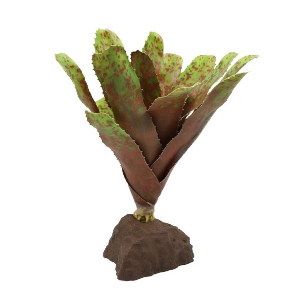 Bromelie Neoregelia