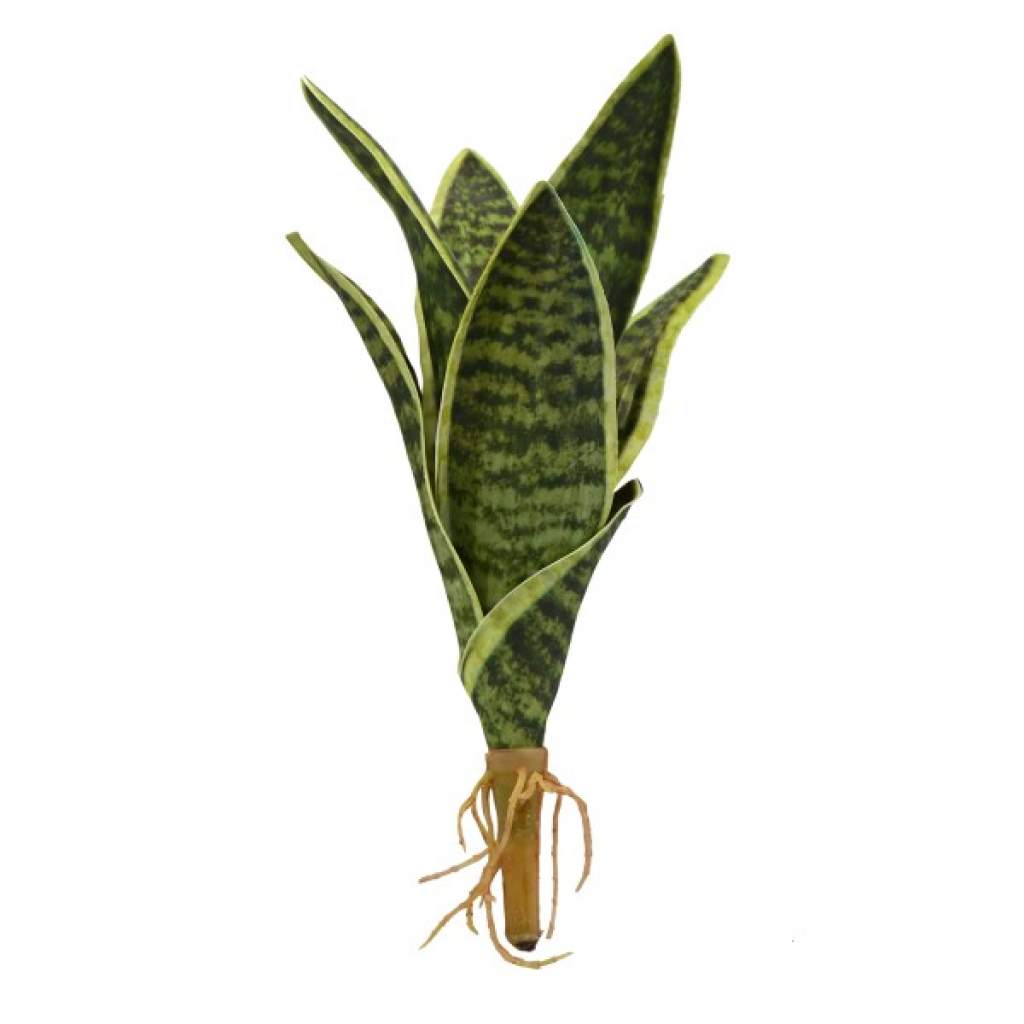 Sansevieria