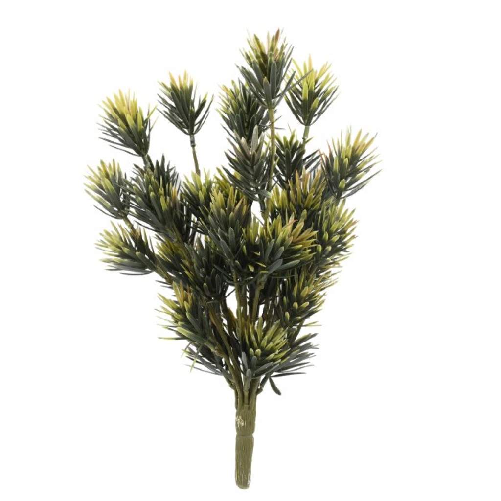 Podocarpus