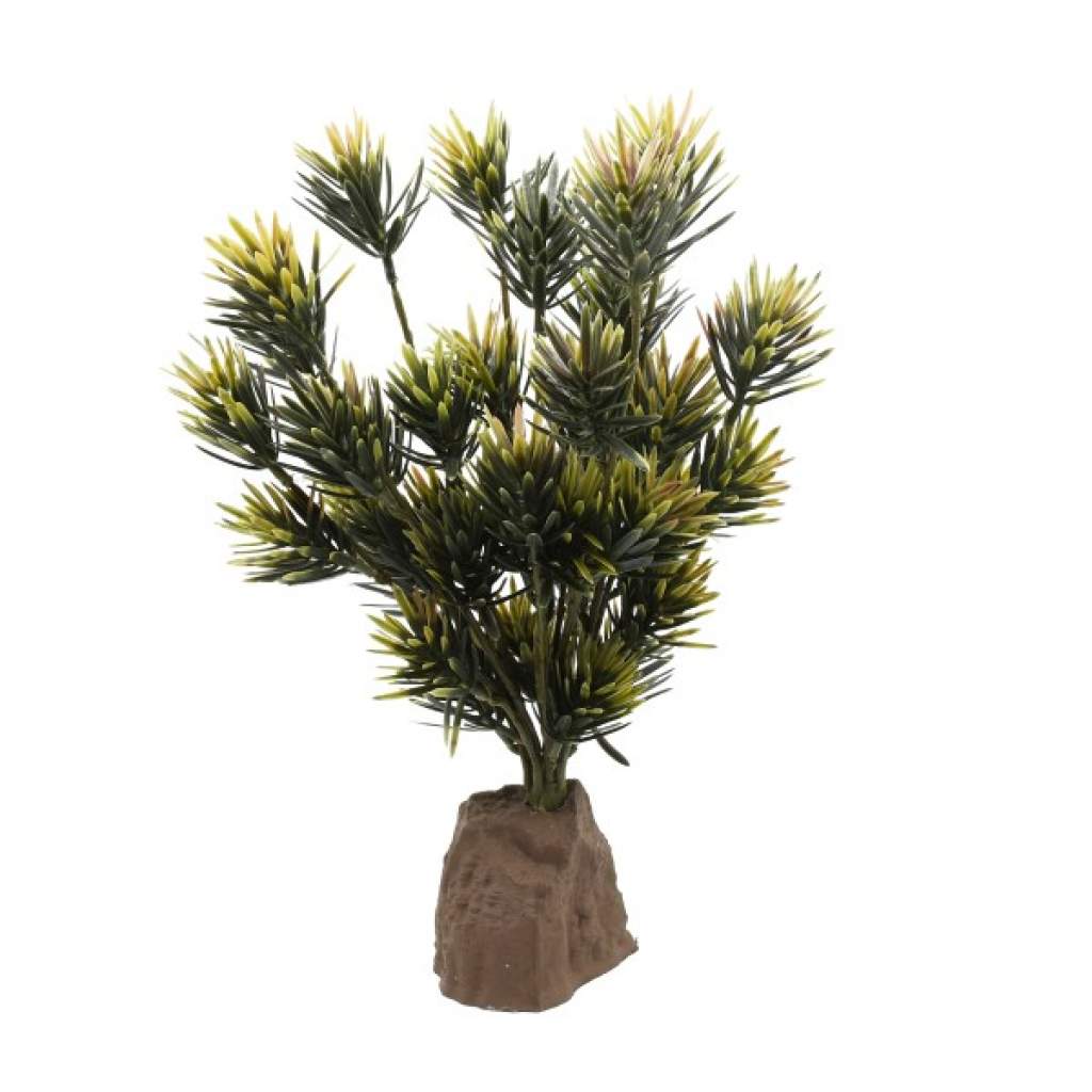 Podocarpus