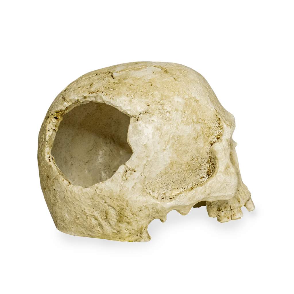 Lucky Reptile Deco Skull Monkey (Affenschädel)