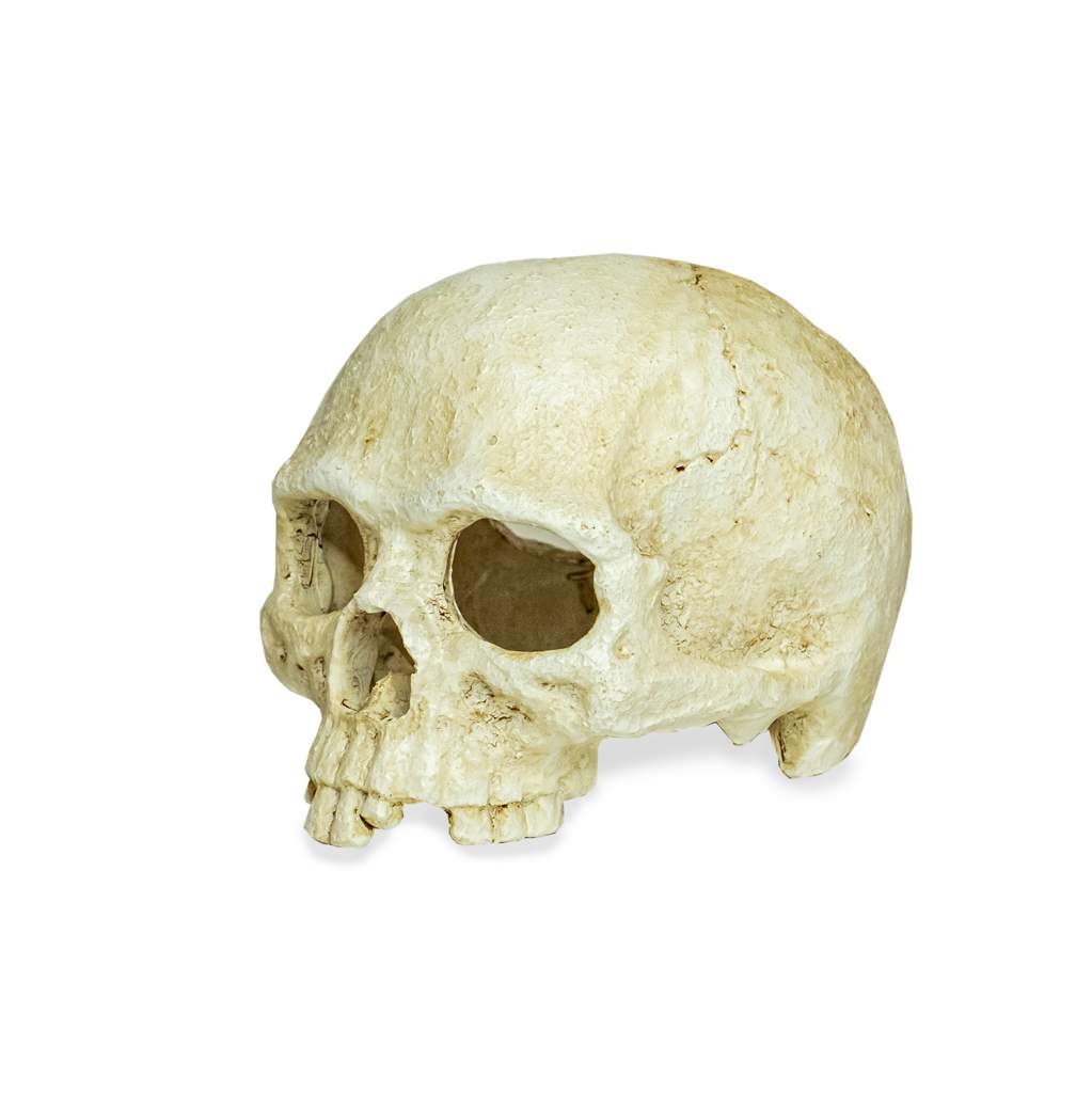 Lucky Reptile Deco Skull Monkey (Affenschädel)