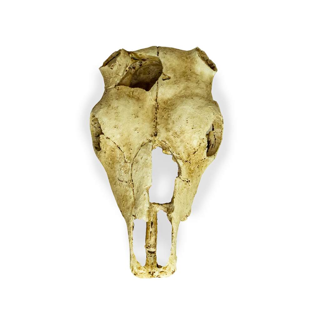 Lucky Reptile Deco Skull Cow (Kuhschädel)