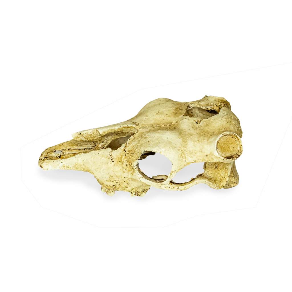 Lucky Reptile Deco Skull Cow (Kuhschädel)