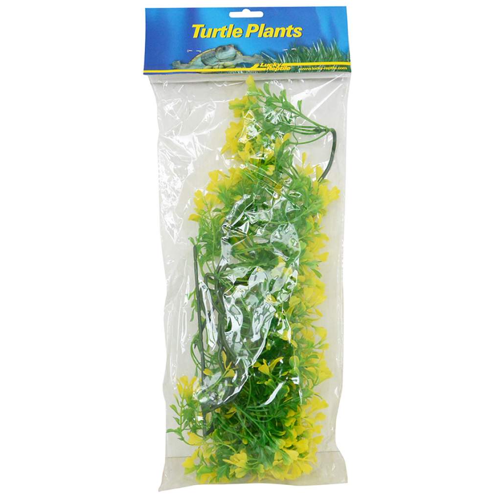 Lucky Reptile Turtle Plant