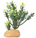 Euphorbia