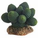 Kaktus Atacama