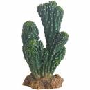 Kaktus Victoria
