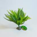 Lucky Reptile Farn